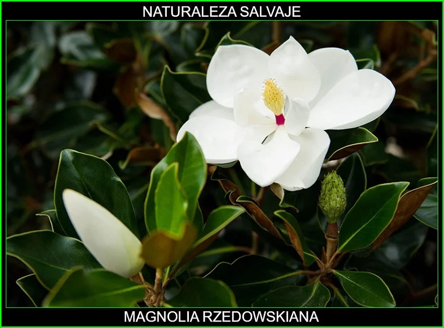 Especie de árbol magnolia rzedowskiana, perteneciente al género magnolia, de la familia Magnoliaceae, hábitat natural México, continente americano, especie subtropical con flores blancas de gran tamaño. 5.