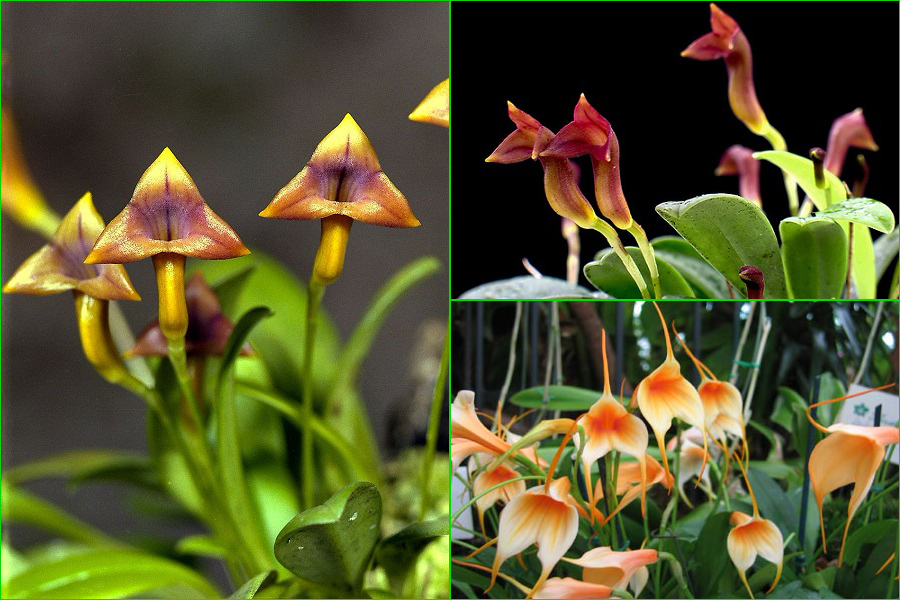 Masdevallia, orquídeas, Orchidaceae, flores, flores bonitas, plantas bonitas, naturaleza salvaje