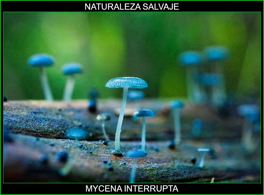 Mycena interrupta, sombrilla del duendecillo, hongos, plantas, naturaleza salvaje 6.