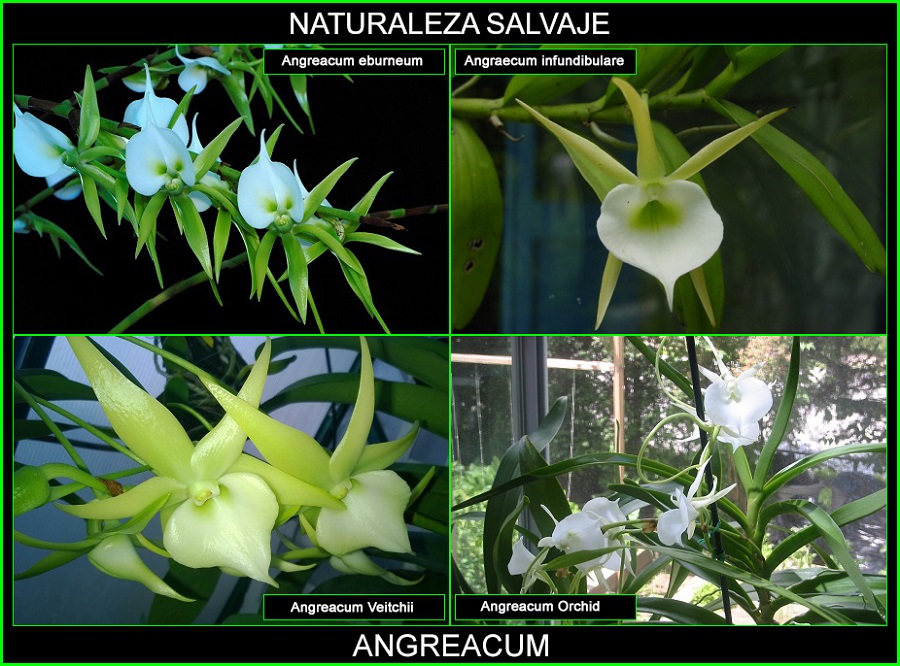 Angraecum infundibulare, Angreacum eburneum, Angreacum Veitchii, Angreacum Orchid