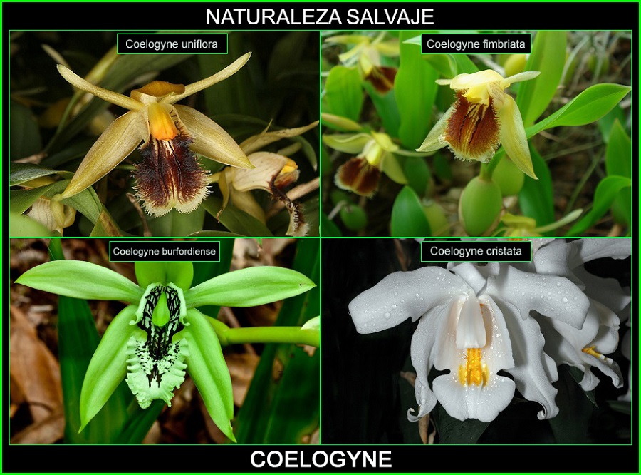 Coelogyne, Coelogyne burfordiense, Coelogyne fimbriata, Coelogyne uniflora, Coelogyne cristata