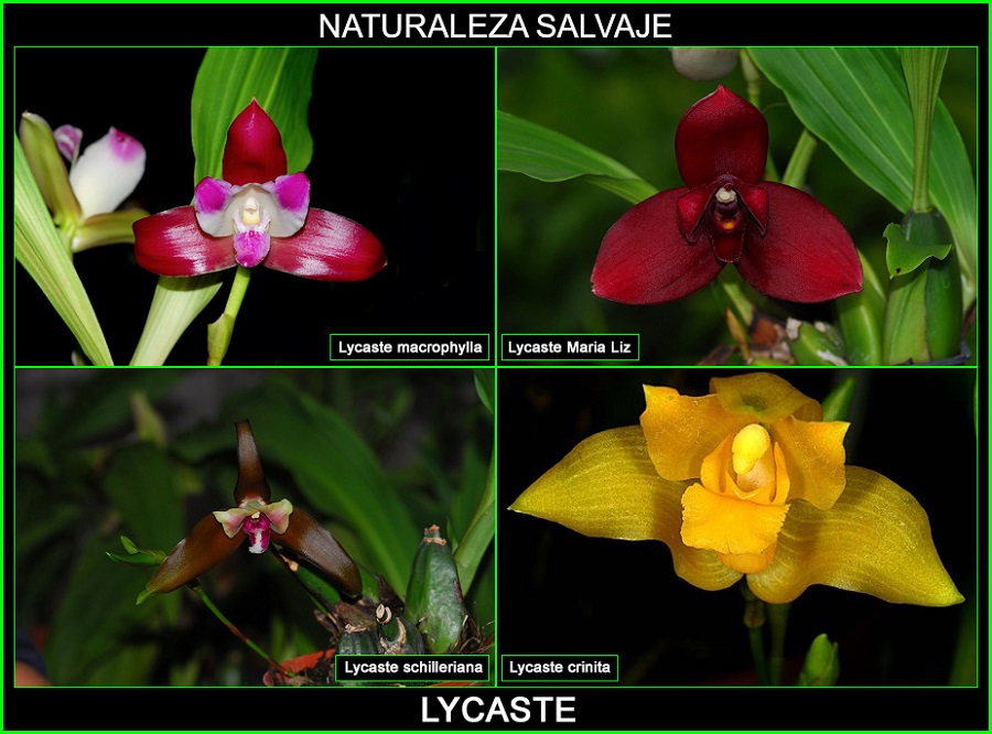 Lycaste crinita, Lycaste macrophylla, Lycaste schilleriana, Lycaste Maria Liz
