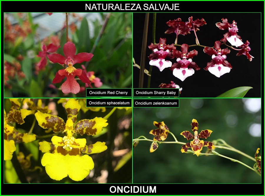 Oncidium, Oncidium zelenkoanum, Oncidium Sharry Baby, Oncidium sphacelatum, Oncidium Red Cherry