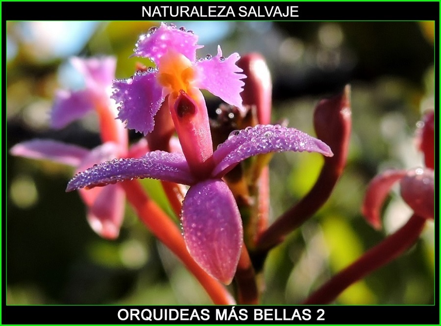 orquideas,las orquídeas más bellas del mundo, naturaleza salvaje, plantas bonitas