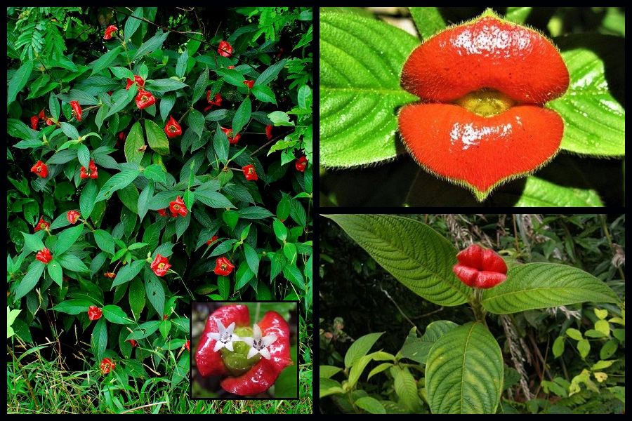 Palicourea elata, labios de mujer, labios calientes, la flor del beso plantas, Naturaleza salvaje 1