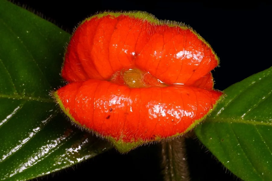 Palicourea elata, labios de mujer, labios calientes, la flor del beso plantas, Naturaleza salvaje 3