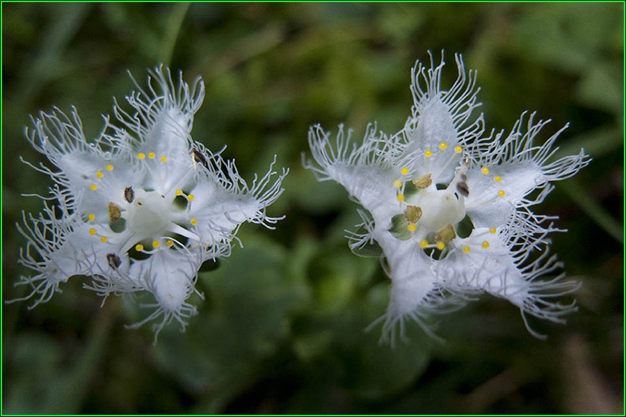 Parnassia foliosa, Shirahigesou, shira-hige-sou, hierba de barba blanca, Celastraceae, Parnassia 2