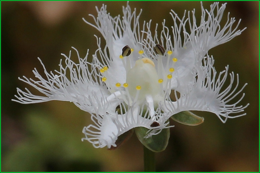 Parnassia foliosa, Shirahigesou, shira-hige-sou, hierba de barba blanca, Celastraceae, Parnassia 4