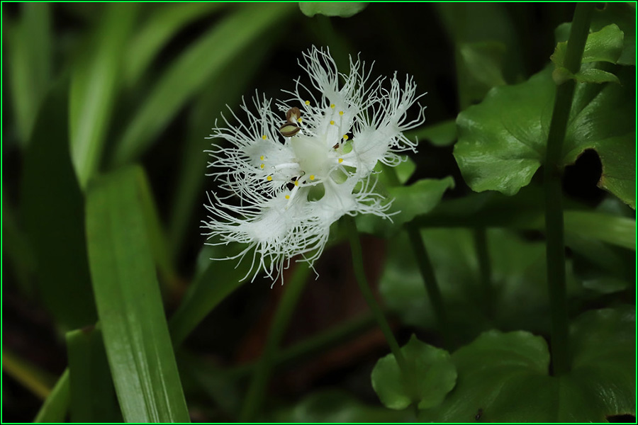 Parnassia foliosa, Shirahigesou, shira-hige-sou, hierba de barba blanca, Celastraceae, Parnassia 1