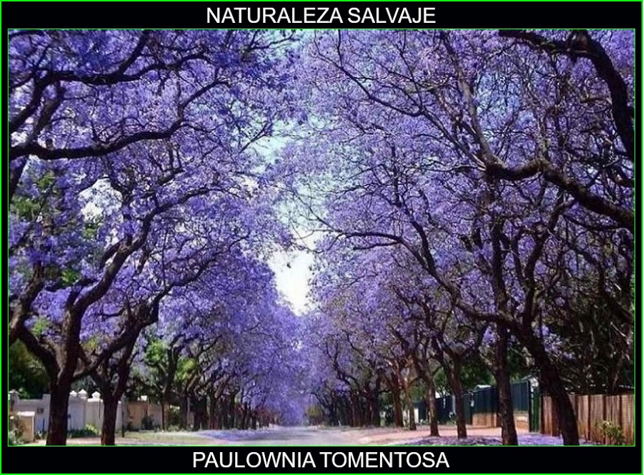 Paulownia tomentosa, árbol del Kiri, el árbol que salvara el mundo, plantas, naturaleza salvaje 2