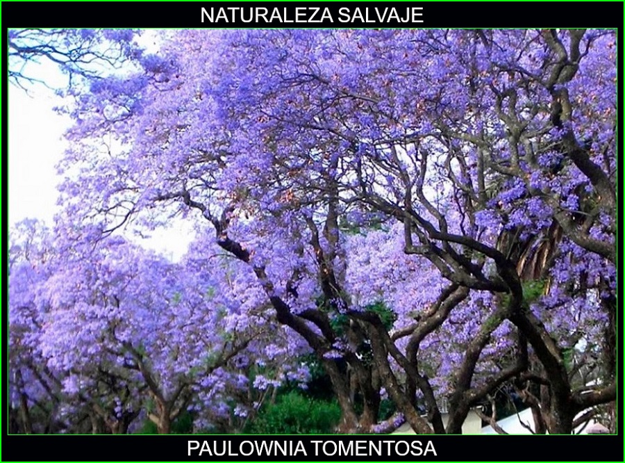 Paulownia tomentosa, árbol del Kiri, el árbol que salvara el mundo, plantas, naturaleza salvaje 3