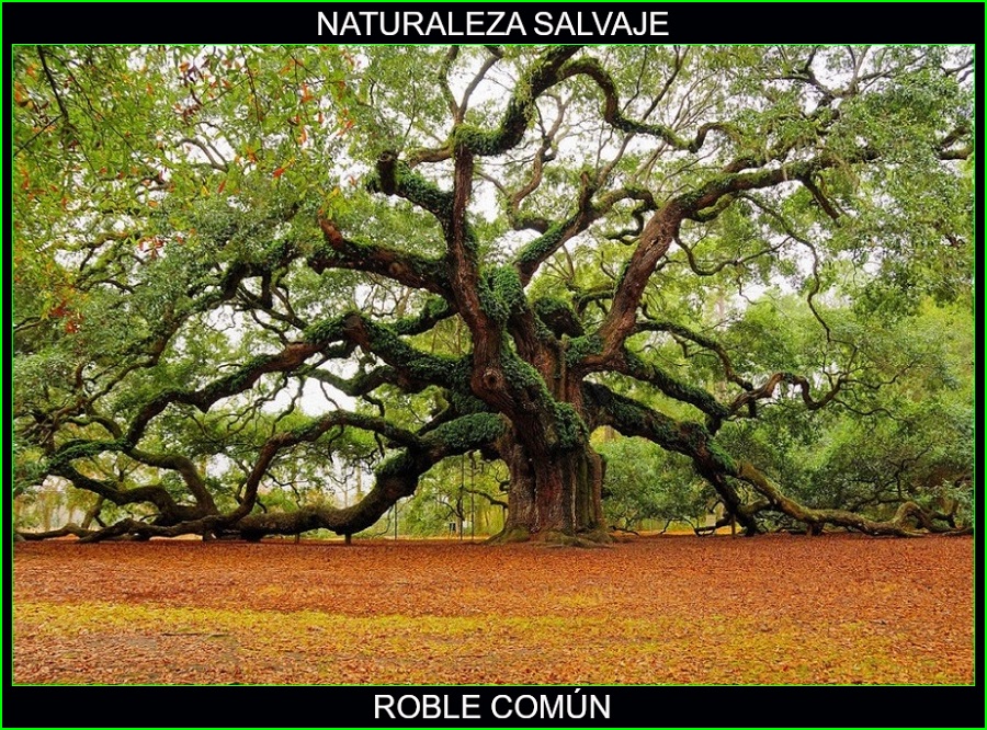 Quercus robur, roble común, roble carvallo o roble fresnal, naturaleza salvaje.