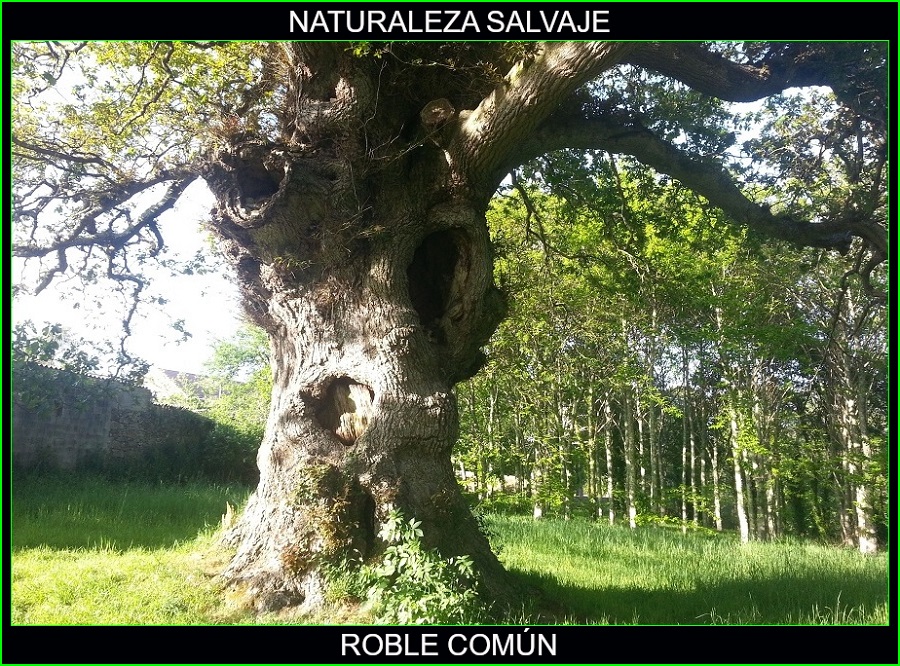 Quercus robur, roble común, roble carvallo o roble fresnal, plantas de exterior, naturaleza salvaje.