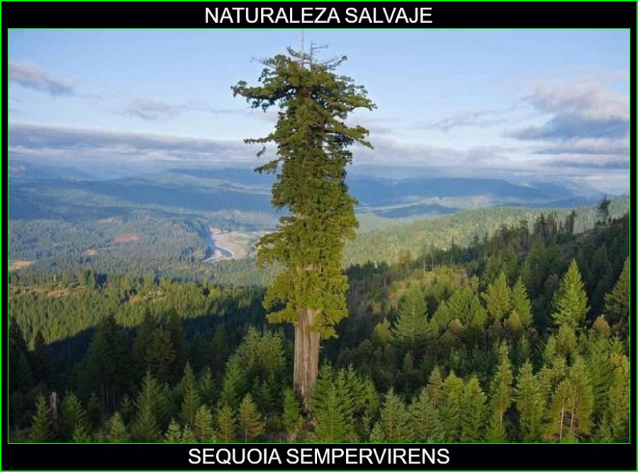 Sequoia sempervirens, plantas, árboles naturaleza salvaje