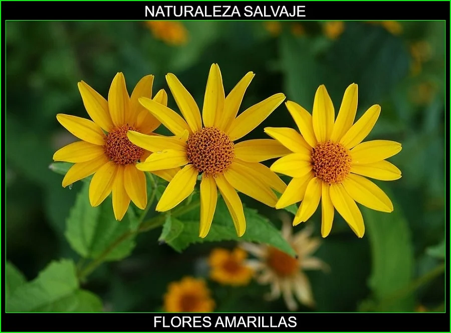 Significado de las flores amarillas, significado de los colores de las flores, plantas, naturaleza salvaje
