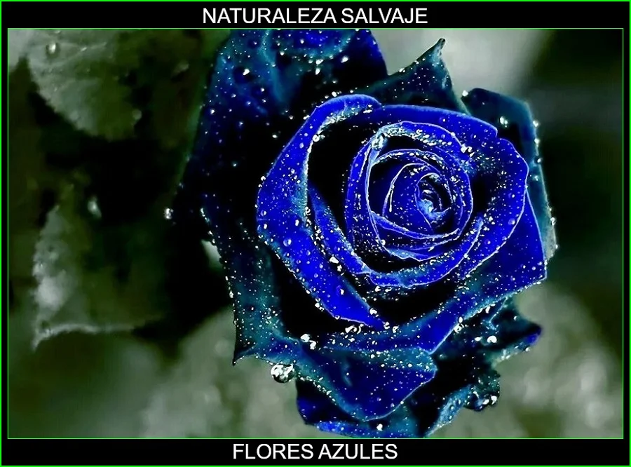 Significado de las flores azules, significado de los colores de las flores, plantas, naturaleza salvaje