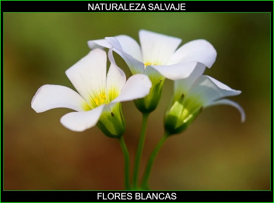 Significado de las flores blancas, significado de los colores de las flores, plantas, naturaleza salvaje