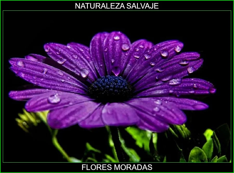 Significado de las flores moradas, significado de los colores de las flores, plantas, naturaleza salvaje