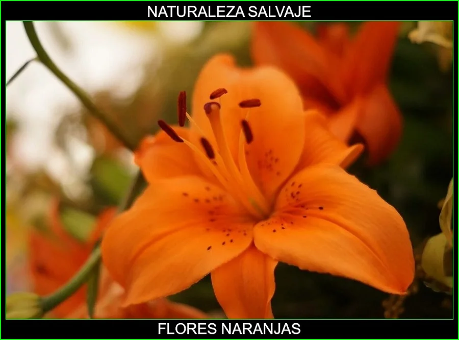 Significado de las flores naranjas, significado de los colores de las flores, plantas, naturaleza salvaje