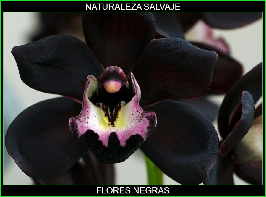 Significado de las flores negras, significado de los colores de las flores, plantas, naturaleza salvaje
