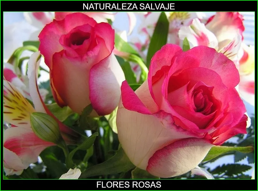 Significado de las flores rosas, significado de los colores de las flores, plantas, naturaleza salvaje