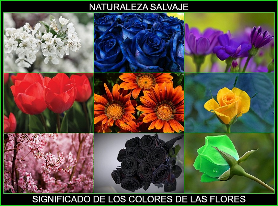 Significado de los colores de las flores, plantas, naturaleza salvaje