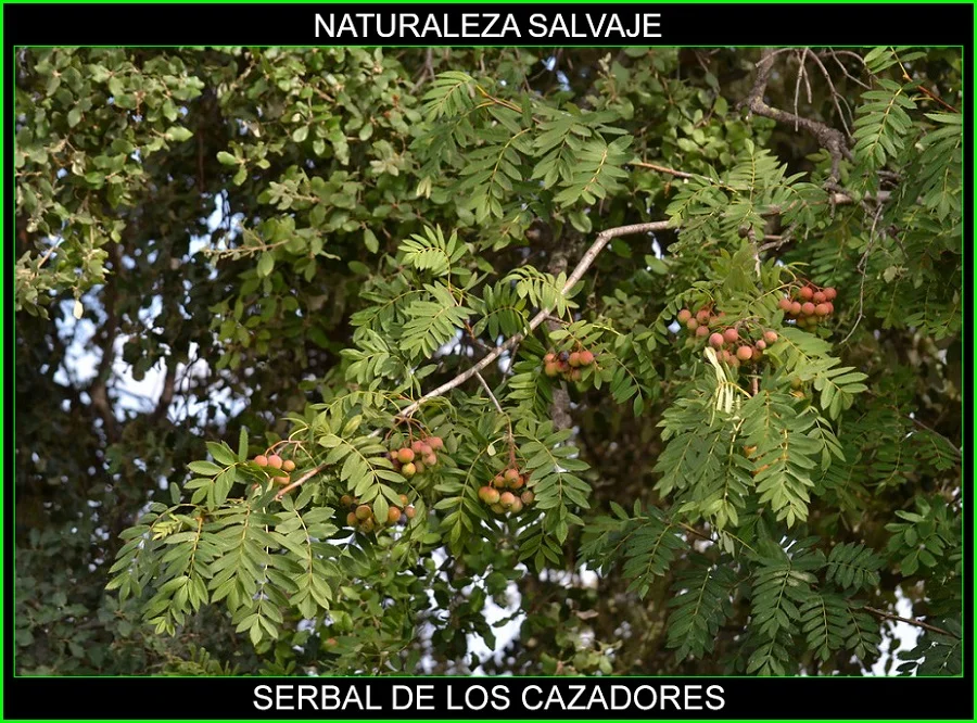 Serbal de los cazadores, Sorbus aucuparia, azarollo, jerbo, árboles, naturaleza salvaje 5