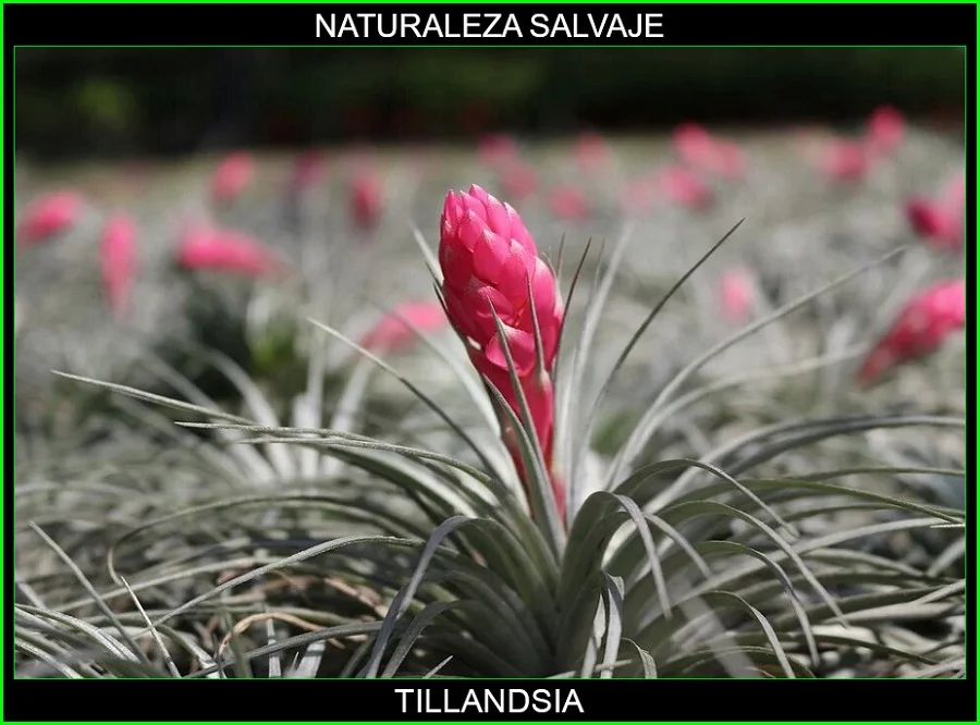Tillandsia, Bromeliaceae, planta azul, clavel de aire, naturaleza salvaje 3