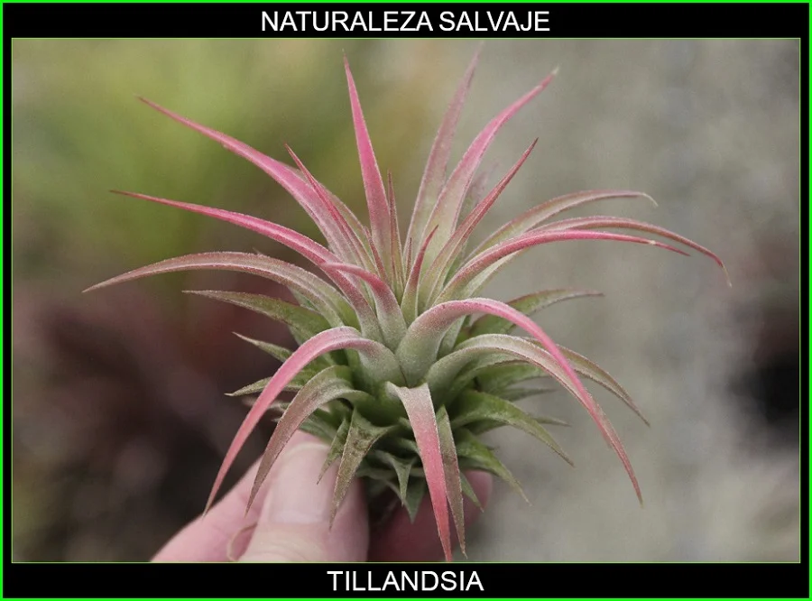 Tillandsia, Bromeliaceae, planta azul, clavel de aire, naturaleza salvaje 4