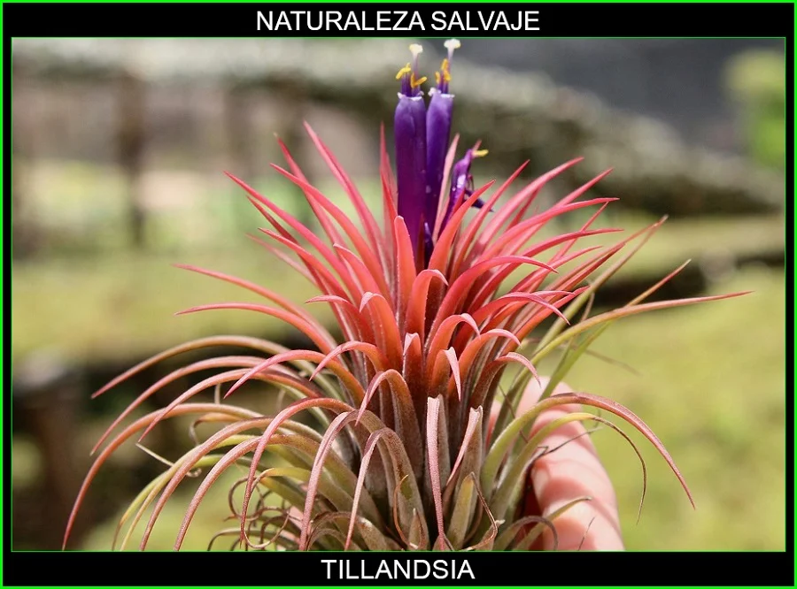 Tillandsia, Bromeliaceae, planta azul, clavel de aire, naturaleza salvaje 6