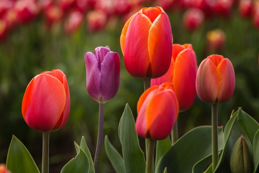 Tulipanes, tulipa, liliaceae, plantas ornamentales, flores bonitas, plantas, naturaleza salvaje 1.