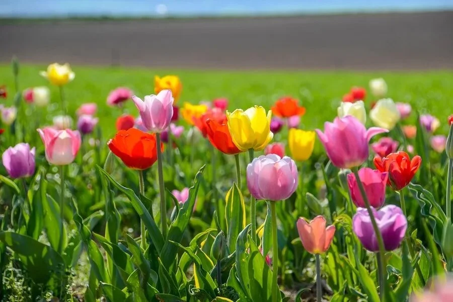 Tulipanes, tulipa, liliaceae, plantas ornamentales, flores bonitas, plantas, naturaleza salvaje 2