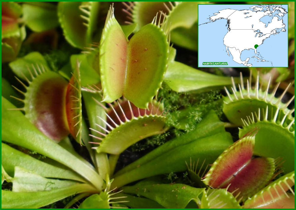 Venus Atrapamoscas, Dionaea muscipula, dionea atrapamoscas, Droseraceae, plantas carnívoras, Naturaleza salvaje