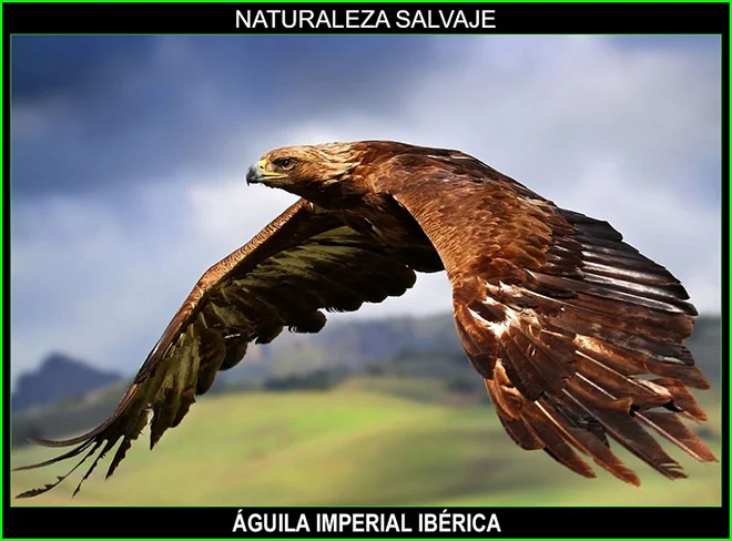 Águila imperial iberica