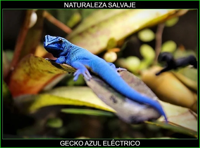Gecko azul eléctrico