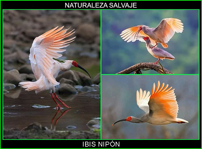 Ibis nipón, (Nipponia nippon)