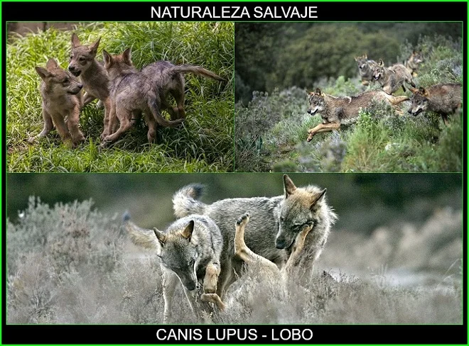 Canis lupus, lobos
