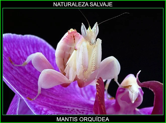 Mantis orquídea, Hymenopus coronatus, mantis, insecto, insectos más bellos