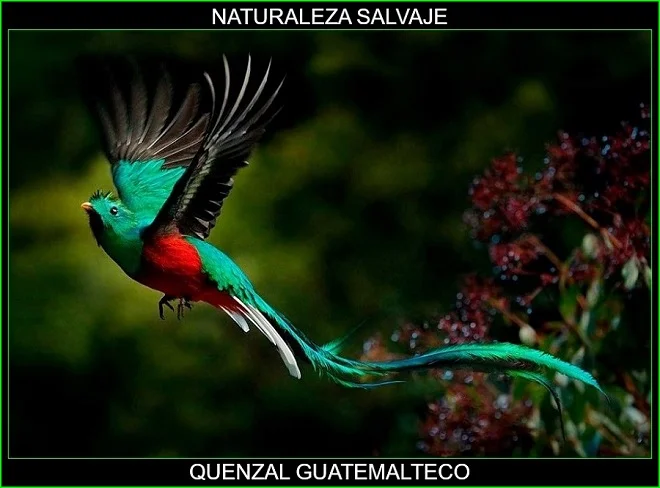 Quetzal guatemalteco