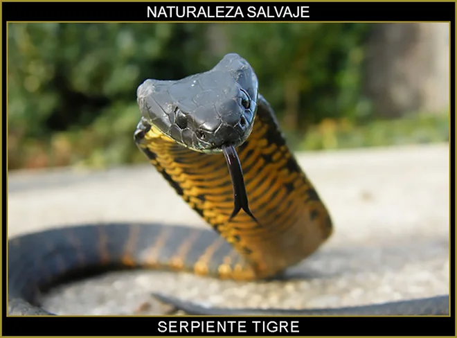 Serpiente tigre