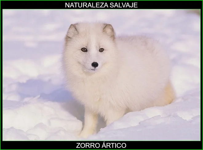 Zorro ártico