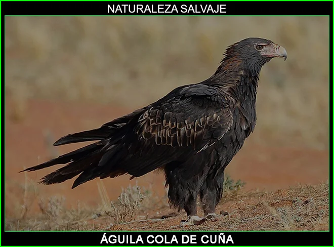 Águila cola de cuña, Aquila audax, águila halcón, ave rapaz, ave de presa