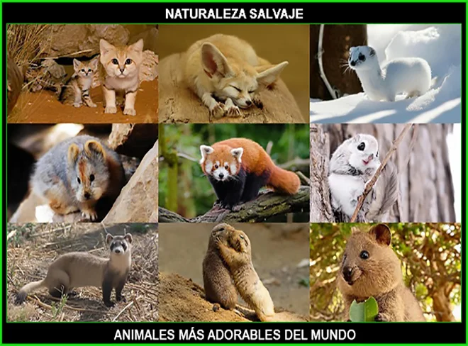 animales mamíferos más adorables del mundo