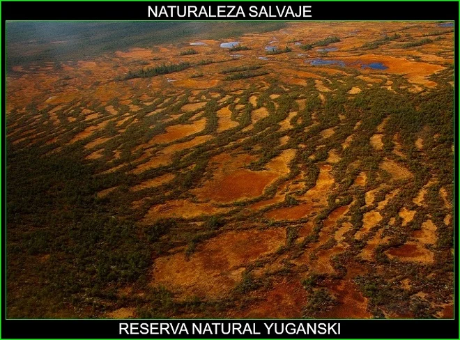 Reserva natural Yuganski