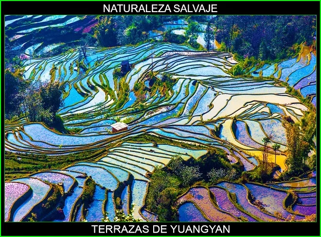 Terrazas de arroz de yuangyan