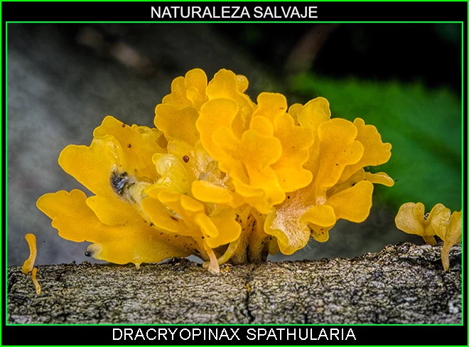 Dacryopinax spathularia