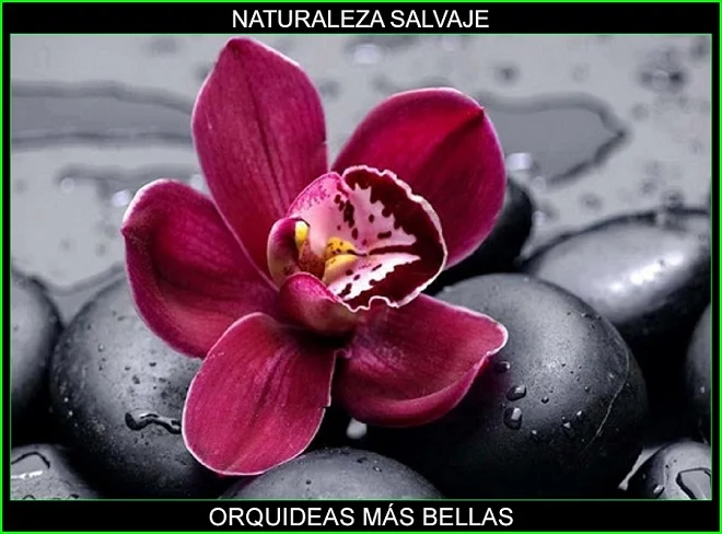 Orquideas mas bellas 1