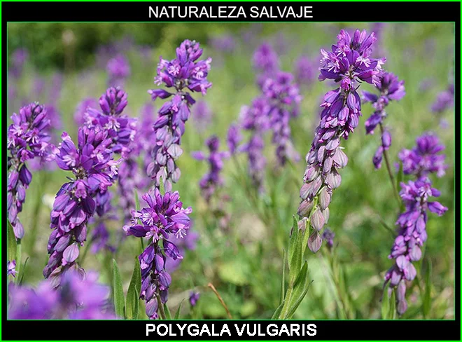 Polygala vulgaris