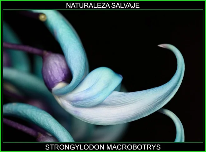 Strongylodon macrobotrys