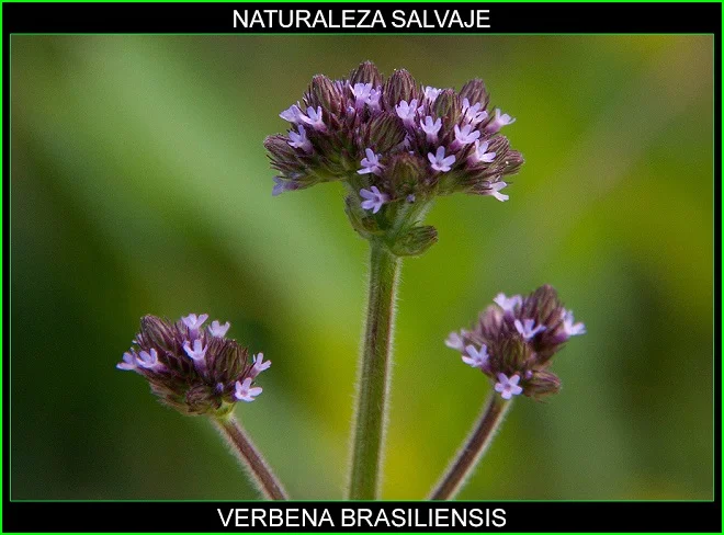 Verbena brasiliensis
